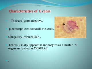 Characteristics of E canis
 They are gram negative.
 pleomorphic coccobacilli rickettia.
 Obligatory intracellular .
 Ecanis usually appears in monocytes as a cluster of
organism called as MORULAE.
 .
 