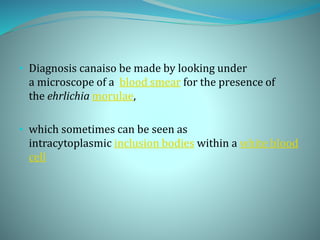 • Diagnosis canaiso be made by looking under
a microscope of a blood smear for the presence of
the ehrlichia morulae,
• which sometimes can be seen as
intracytoplasmic inclusion bodies within a white blood
cell
 