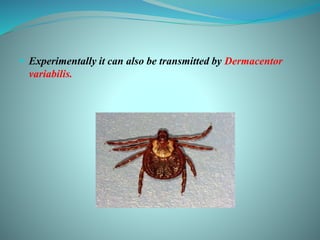  Experimentally it can also be transmitted by Dermacentor
variabilis.
 