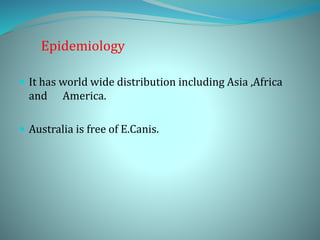 Epidemiology
 It has world wide distribution including Asia ,Africa
and America.
 Australia is free of E.Canis.
 
