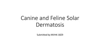 Canine and Feline Solar
Dermatosis
Submitted by MVHK-1829
 