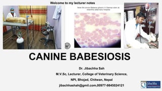 CANINE BABESIOSIS
Dr. Jibachha Sah
M.V.Sc, Lecturer, College of Veterinary Science,
NPI, Bhojad, Chitwan, Nepal
jibachhashah@gmil.com,00977-9845024121
Welcome to my lecturer notes
 