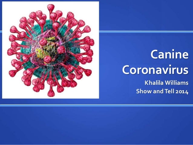 coronavirus in dogs canine coronavirus coronavirus in dogs canine coronavirus