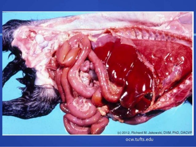canine coronavirus