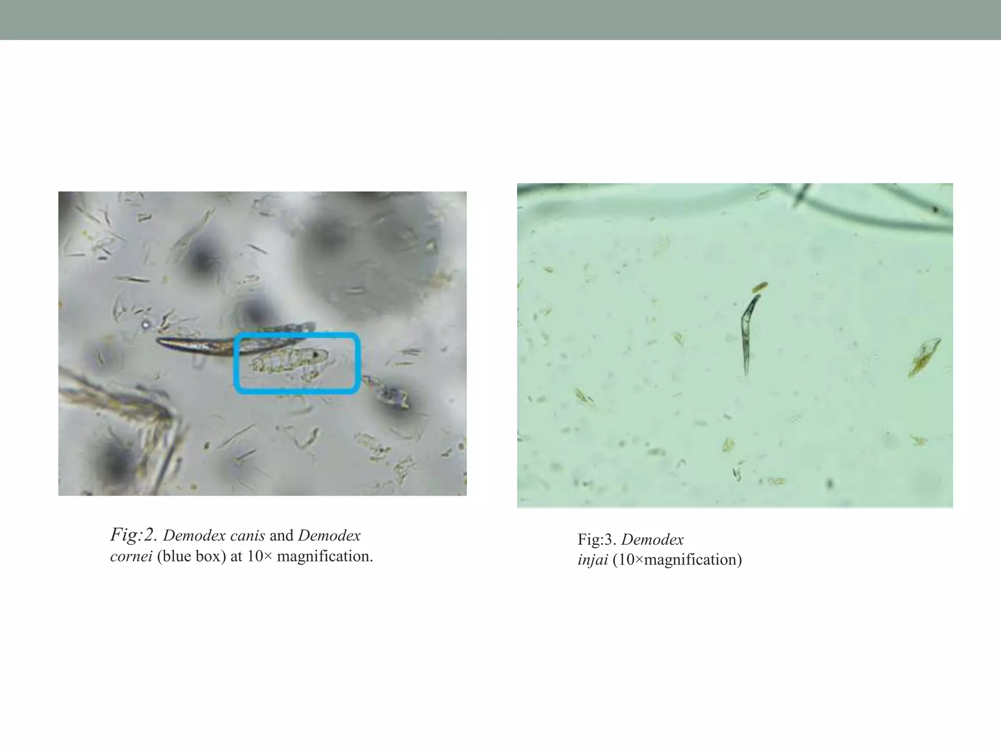 Fig:2. Demodex canis and Demodex
cornei (blue box) at 10× magnification.
Fig:3. Demodex
injai (10×magnification)
 