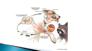 Canine Diseases : Leptospirosis , Rabies , Canine Distemper , Parvo ...