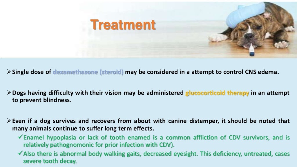 Canine distemper signs, diagnosis, treatment and prevention.antibioti…