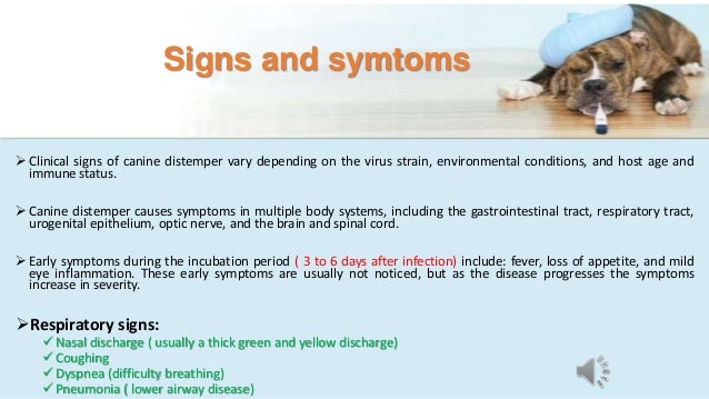 distemper symptoms in dogs canine distemper signs diagnosis treatment and prevention antibioti distemper symptoms in dogs canine distemper signs diagnosis treatment and prevention antibioti