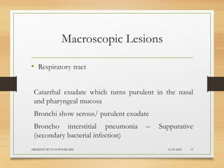 Macroscopic Lesions
• Respiratory tract
Catarrhal exudate which turns purulent in the nasal
and pharyngeal mucosa
Bronchi show serous/ purulent exudate
Broncho interstitial pneumonia – Suppurative
(secondary bacterial infection)
12-09-2020ABHIJITH SP CVAS POOKODE 13
 