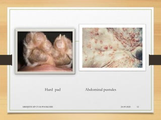Hard pad Abdominal pustules
24-09-2020ABHIJITH SP CVAS POOKODE 12
 