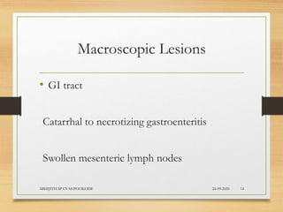 Macroscopic Lesions
• GI tract
Catarrhal to necrotizing gastroenteritis
Swollen mesenteric lymph nodes
24-09-2020ABHIJITH SP CVAS POOKODE 14
 