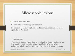 Microscopic lesions
• Gastro intestinal tract
Catarrhal to necrotizing inflammation
Formation of intracytoplasmic and intranuclear inclusions in the
epithelia of GI tract
• Urinary tract
Desquamation of epithelium in renal pelvis, Intracytoplasmic &
Intranuclear and inclusions in the epithelia of renal pelvis,
collecting tubules and transitional epithelium of urinary bladder
24-09-2020ABHIJITH SP CVAS POOKODE 17
 