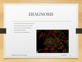 DIAGNOSIS
• Finding of Gitter Cells and Gemistocytes
• Clinical signs and post-mortem lesions.
• Demonstration of inclusion bodies.
• Immunological staining.
• Virus isolation and identification.
• CDV antigen – green fluorescence
24-09-2020ABHIJITH SP CVAS POOKODE 23
 