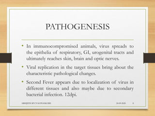 PATHOGENESIS
• In immunocompromised animals, virus spreads to
the epithelia of respiratory, GI, urogenital tracts and
ultimately reaches skin, brain and optic nerves.
• Viral replication in the target tissues bring about the
characteristic pathological changes.
• Second Fever appears due to localization of virus in
different tissues and also maybe due to secondary
bacterial infection. 12dpi.
24-09-2020ABHIJITH SP CVAS POOKODE 8
 