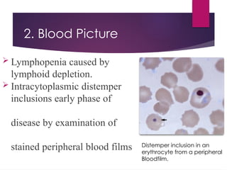 Canine distemper in dogs diseases presentation | PPTX