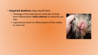 • Acquired deafness may result from
• blockage of the external ear canal due to long-
term inflammation (otitis externa) or excessive ear
wax.
• ruptured ear drum or inflammation of the middle
or inner ear.
 