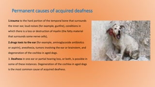 Permanent causes of acquired deafness
1.trauma to the hard portion of the temporal bone that surrounds
the inner ear, loud noises (for example, gunfire), conditions in
which there is a loss or destruction of myelin (the fatty material
that surrounds some nerve cells),
2.drugs toxic to the ear (for example, aminoglycoside antibiotics
or aspirin), anesthesia, tumors involving the ear or brainstem, and
degeneration of the cochlea in aged dogs.
3. Deafness in one ear or partial hearing loss, or both, is possible in
some of these instances. Degeneration of the cochlea in aged dogs
is the most common cause of acquired deafness.
 