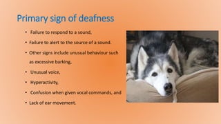 Primary sign of deafness
• Failure to respond to a sound,
• Failure to alert to the source of a sound.
• Other signs include unusual behaviour such
as excessive barking,
• Unusual voice,
• Hyperactivity,
• Confusion when given vocal commands, and
• Lack of ear movement.
 