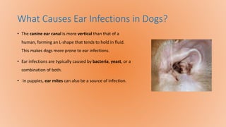 What Causes Ear Infections in Dogs?
• The canine ear canal is more vertical than that of a
human, forming an L-shape that tends to hold in fluid.
This makes dogs more prone to ear infections.
• Ear infections are typically caused by bacteria, yeast, or a
combination of both.
• In puppies, ear mites can also be a source of infection.
 