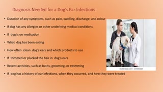 • Duration of any symptoms, such as pain, swelling, discharge, and odour
• If dog has any allergies or other underlying medical conditions
• If dog is on medication
• What dog has been eating
• How often clean dog’s ears and which products to use
• If trimmed or plucked the hair in dog’s ears
• Recent activities, such as baths, grooming, or swimming
• If dog has a history of ear infections, when they occurred, and how they were treated
 