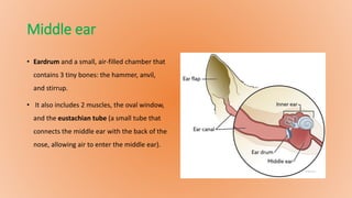 Middle ear
• Eardrum and a small, air-filled chamber that
contains 3 tiny bones: the hammer, anvil,
and stirrup.
• It also includes 2 muscles, the oval window,
and the eustachian tube (a small tube that
connects the middle ear with the back of the
nose, allowing air to enter the middle ear).
 