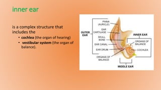 inner ear
is a complex structure that
includes the
• cochlea (the organ of hearing)
• vestibular system (the organ of
balance).
 