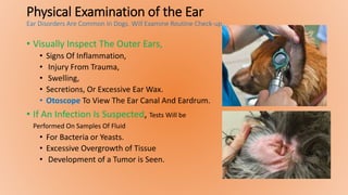Physical Examination of the Ear
Ear Disorders Are Common In Dogs. Will Examine Routine Check-up.
• Visually Inspect The Outer Ears,
• Signs Of Inflammation,
• Injury From Trauma,
• Swelling,
• Secretions, Or Excessive Ear Wax.
• Otoscope To View The Ear Canal And Eardrum.
• If An Infection Is Suspected, Tests Will be
Performed On Samples Of Fluid
• For Bacteria or Yeasts.
• Excessive Overgrowth of Tissue
• Development of a Tumor is Seen.
 