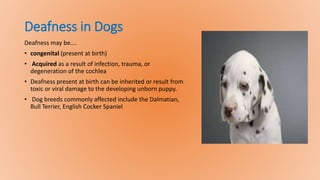 Deafness in Dogs
Deafness may be….
• congenital (present at birth)
• Acquired as a result of infection, trauma, or
degeneration of the cochlea
• Deafness present at birth can be inherited or result from
toxic or viral damage to the developing unborn puppy.
• Dog breeds commonly affected include the Dalmatian,
Bull Terrier, English Cocker Spaniel
 