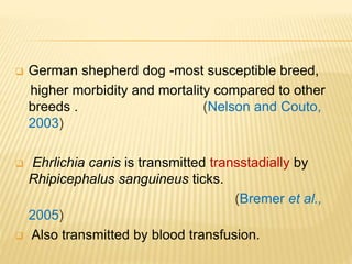  German shepherd dog -most susceptible breed,
higher morbidity and mortality compared to other
breeds . (Nelson and Couto,
2003)
 Ehrlichia canis is transmitted transstadially by
Rhipicephalus sanguineus ticks.
(Bremer et al.,
2005)
 Also transmitted by blood transfusion.
 