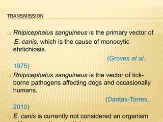 TRANSMISSION
 Rhipicephalus sanguineus is the primary vector of
E. canis, which is the cause of monocytic
ehrlichiosis.
(Groves et al.,
1975)
 Rhipicephalus sanguineus is the vector of tick-
borne pathogens affecting dogs and occasionally
humans.
(Dantas-Torres,
2010)
 E. canis is currently not considered an organism
 