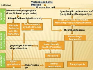 Variable
Reductio
n in Hb,
RBC,WBC
Splenomegaly,
Lymphedinomeg
aly
Hyper-
globulinem
ia
Resolved
fever,clinically
healthy,Persistent
thrombocytopenia
Hemorrhagic
Tendencies
Fever, Anorexia, Meningitis,
Mentaldepression,Hypoalbumine
mia
Retinal
detachment
Pancytopenia
Vector/Blood borne
Infection
Mononuclear cell
Mononuclear phagocytosis
(Liver,Spleen,Lymph nodes)
Lymphocytic perivascular cuff
(Lung,Kidney,Meninges,Eye)
Altered Cell mediated immunity
Thrombocytopenia
Lymphocyte & Plasma
cell proliferation
Recoverd
Hyperviscos
ity
ACUTE
2-4weeks
SUB-CLINICAL
months-year
CHRONIC
months8-20 days
 