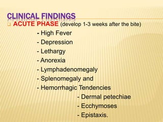 CLINICAL FINDINGS
 ACUTE PHASE (develop 1-3 weeks after the bite)
- High Fever
- Depression
- Lethargy
- Anorexia
- Lymphadenomegaly
- Splenomegaly and
- Hemorrhagic Tendencies
- Dermal petechiae
- Ecchymoses
- Epistaxis.
 