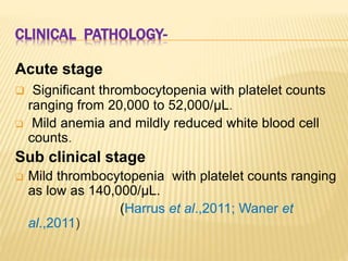 CLINICAL PATHOLOGY-
Acute stage
 Significant thrombocytopenia with platelet counts
ranging from 20,000 to 52,000/μL.
 Mild anemia and mildly reduced white blood cell
counts.
Sub clinical stage
 Mild thrombocytopenia with platelet counts ranging
as low as 140,000/μL.
(Harrus et al.,2011; Waner et
al.,2011)
 