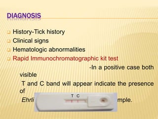 DIAGNOSIS
 History-Tick history
 Clinical signs
 Hematologic abnormalities
 Rapid Immunochromatographic kit test
-In a positive case both
visible
T and C band will appear indicate the presence
of
Ehrlichia Canis antibodies in the sample.
CT
 