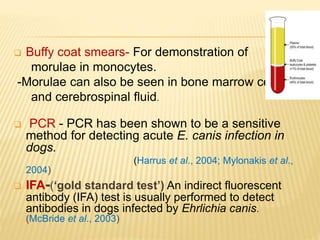 Buffy coat smears- For demonstration of
morulae in monocytes.
-Morulae can also be seen in bone marrow cells
and cerebrospinal fluid.
 PCR - PCR has been shown to be a sensitive
method for detecting acute E. canis infection in
dogs.
(Harrus et al., 2004; Mylonakis et al.,
2004)
 IFA-(‘gold standard test’) An indirect fluorescent
antibody (IFA) test is usually performed to detect
antibodies in dogs infected by Ehrlichia canis.
(McBride et al., 2003)
 