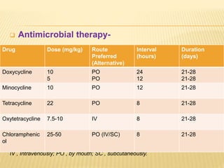  Antimicrobial therapy-
IV , Intravenously; PO , by mouth; SC , subcutaneously.
Drug Dose (mg/kg) Route
Preferred
(Alternative)
Interval
(hours)
Duration
(days)
Doxycycline 10
5
PO
PO
24
12
21-28
21-28
Minocycline 10 PO 12 21-28
Tetracycline 22 PO 8 21-28
Oxytetracycline 7.5-10 IV 8 21-28
Chloramphenic
ol
25-50 PO (IV/SC) 8 21-28
 