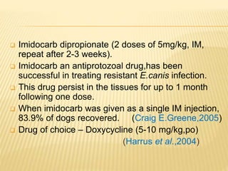  Imidocarb dipropionate (2 doses of 5mg/kg, IM,
repeat after 2-3 weeks).
 Imidocarb an antiprotozoal drug,has been
successful in treating resistant E.canis infection.
 This drug persist in the tissues for up to 1 month
following one dose.
 When imidocarb was given as a single IM injection,
83.9% of dogs recovered. (Craig E.Greene,2005)
 Drug of choice – Doxycycline (5-10 mg/kg,po)
(Harrus et al.,2004)
 
