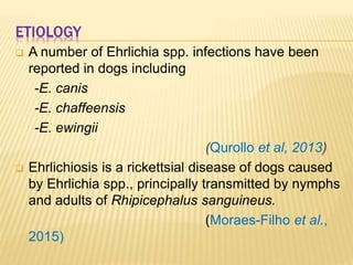 ETIOLOGY
 A number of Ehrlichia spp. infections have been
reported in dogs including
-E. canis
-E. chaffeensis
-E. ewingii
(Qurollo et al, 2013)
 Ehrlichiosis is a rickettsial disease of dogs caused
by Ehrlichia spp., principally transmitted by nymphs
and adults of Rhipicephalus sanguineus.
(Moraes-Filho et al.,
2015)
 