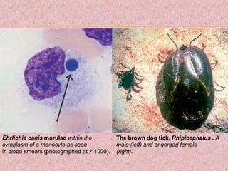 Ehrlichia canis morulae within the
cytoplasm of a monocyte as seen
in blood smears (photographed at × 1000).
The brown dog tick, Rhipicephalus . A
male (left) and engorged female
(right).
 