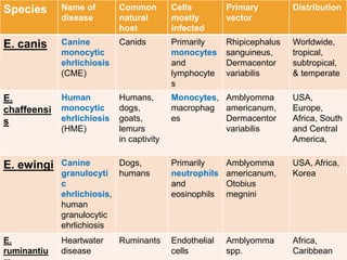 Species Name of
disease
Common
natural
host
Cells
mostly
infected
Primary
vector
Distribution
E. canis Canine
monocytic
ehrlichiosis
(CME)
Canids Primarily
monocytes
and
lymphocyte
s
Rhipicephalus
sanguineus,
Dermacentor
variabilis
Worldwide,
tropical,
subtropical,
& temperate
E.
chaffeensi
s
Human
monocytic
ehrlichiosis
(HME)
Humans,
dogs,
goats,
lemurs
in captivity
Monocytes,
macrophag
es
Amblyomma
americanum,
Dermacentor
variabilis
USA,
Europe,
Africa, South
and Central
America,
E. ewingi Canine
granulocyti
c
ehrlichiosis,
human
granulocytic
ehrlichiosis
Dogs,
humans
Primarily
neutrophils
and
eosinophils
Amblyomma
americanum,
Otobius
megnini
USA, Africa,
Korea
E.
ruminantiu
Heartwater
disease
Ruminants Endothelial
cells
Amblyomma
spp.
Africa,
Caribbean
 