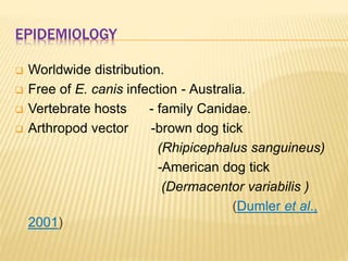 EPIDEMIOLOGY
 Worldwide distribution.
 Free of E. canis infection - Australia.
 Vertebrate hosts - family Canidae.
 Arthropod vector -brown dog tick
(Rhipicephalus sanguineus)
-American dog tick
(Dermacentor variabilis )
(Dumler et al.,
2001)
 