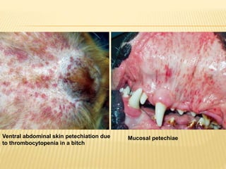 Ventral abdominal skin petechiation due
to thrombocytopenia in a bitch
Mucosal petechiae
 