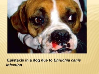 Epistaxis in a dog due to Ehrlichia canis
infection.
 