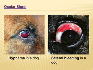 Ocular Signs
Hyphema in a dog Scleral bleeding in a
dog
 