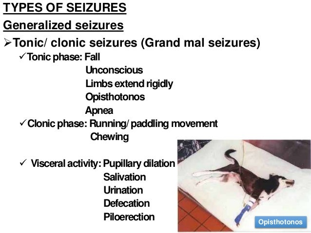 Petit Mal Seizures In Dogs Treatment 2025
