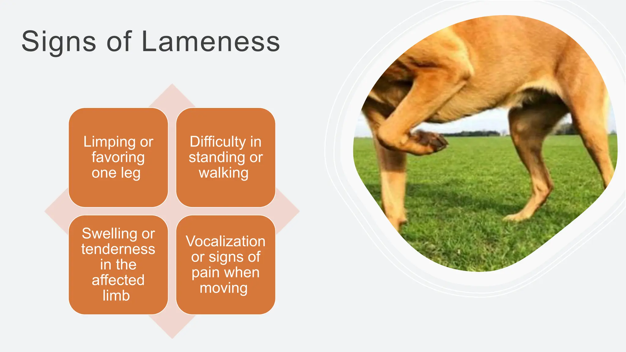Visual Reference: Canine Lameness And How O Tackle Such Condition S In