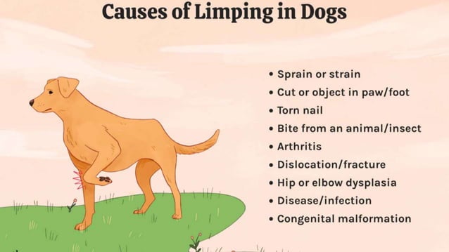 Image showcasing canine lameness and how o tackle such condition's in dogs | PPTX