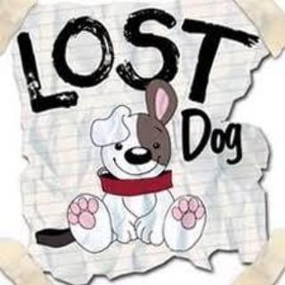 Canine lost dog