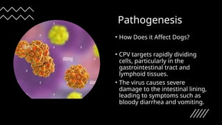 Canine Parvovirus presentacion sobre la enfermedad | PPTX