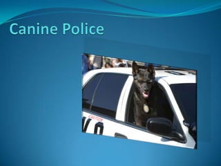 Canine Police Outline